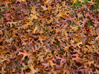 Herbstimpression vom Hohenstein in Witten