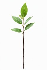 Obraz premium Delicate green leaves on slender stem create fresh, natural aest