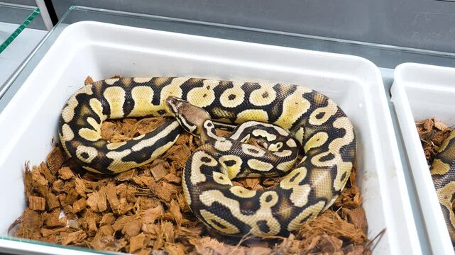 Python Regius Ball Python