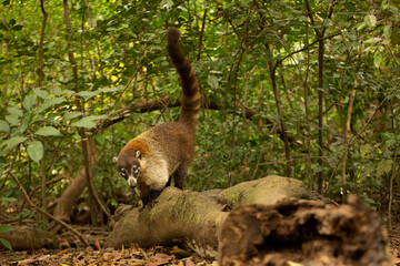 A Coati, also known as Coatimundi, walks with its tail up on top of a log in a tropical rainforest.