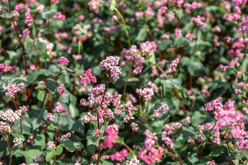 Red buckwheat flowers on the field. Blooming buckwheat. Buckwheat field on a summer sunny day. 