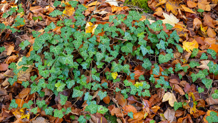 Herbstimpression aus dem Hönnetal im Sauerland