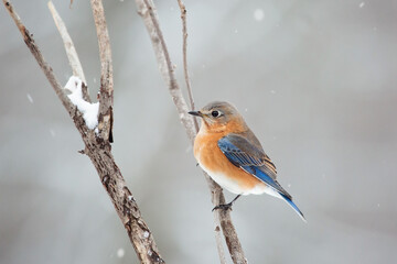 Female Bluebird perched on a branch during winter snow