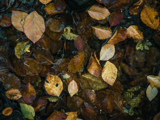 Herbstimpression aus dem Hönnetal im Sauerland