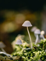 Herbstimpression aus dem Hönnetal im Sauerland