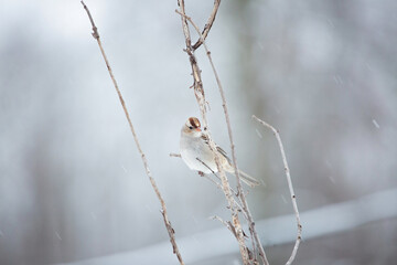 Juvenile White Crowned Sparrow on a winter day in the snow perched on a branch in the Midwest
