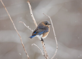 Female Bluebird perched on a branch during winter snow
