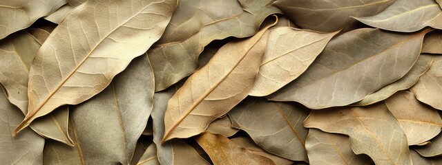 Dried bay laurel leaves arranged background with ample empty space for text and design elements suitable for culinary or herbal themes