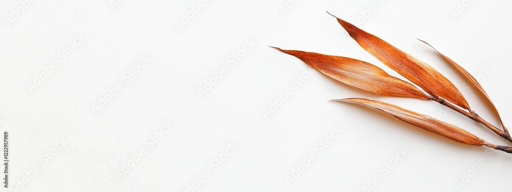 Poster dried bamboo leaves isolated on a white background ideal for nature-themed design or text placement 