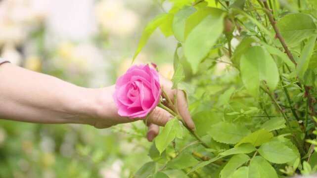 Woman touching rose in quintessential English cottage garden