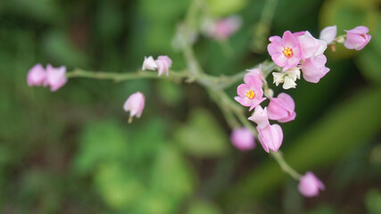 Antigonon leptopus, commonly known as coral vine plant or air mata pengantin plant, has a beautiful pink color