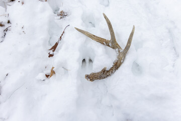 deer track with antler