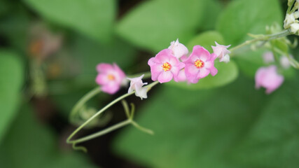 Obraz premium Antigonon leptopus, commonly known as coral vine plant or air mata pengantin plant, has a beautiful pink color