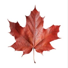 Obraz premium Isolated Red Maple Leaf. Perfect Cutout of a Vibrant Red Autumn Leaf