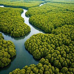 Aerial View of Mangrove Waterways