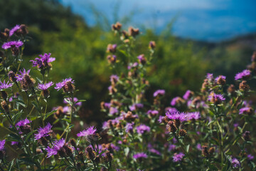 Obraz premium Pink blooming burdock buds in mountain valley, beautiful landscape nature