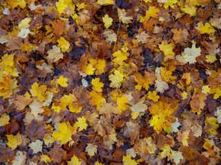 Herbstimpression aus dem Hönnetal im Sauerland