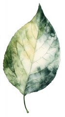 Naklejka premium A Captivating Watercolor Leaf Illustration: Delicate Hues and Intricate Veins
