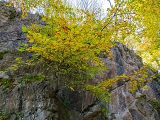 Fototapeta premium Herbstimpression aus dem Hönnetal im Sauerland