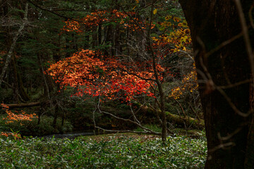 日光　紅葉　いろは坂
