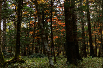 日光　紅葉　いろは坂