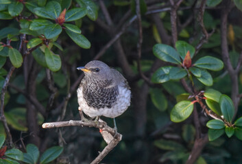 black-throated thrush, turdus atrogularis, zwartkeellijster