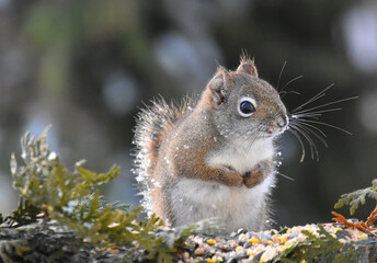 A red squirrel in winter, Sainte-Apolline, Québec, Canada