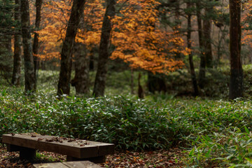 日光　紅葉　いろは坂
