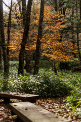 日光　紅葉　いろは坂