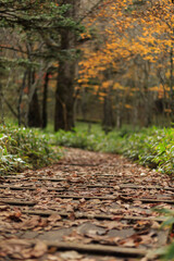 日光　紅葉　いろは坂