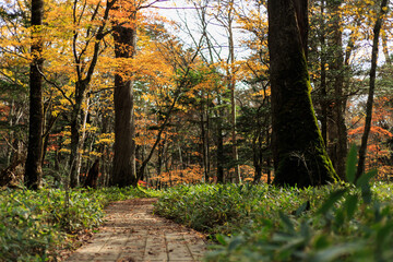 日光　紅葉　いろは坂