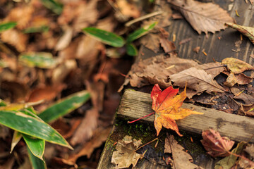 日光　紅葉　いろは坂