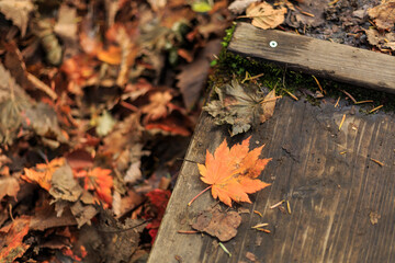 日光　紅葉　いろは坂