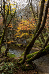 日光　紅葉　いろは坂