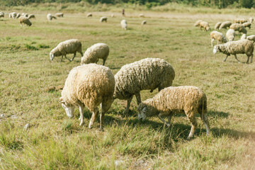 Sheep Farm in Thailand