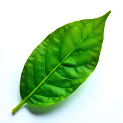 Fototapeta premium Green tea leaf 