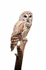 Obraz premium Barred owl animal bird white background.