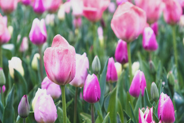 Fototapeta premium Beautiful fresh colorful tulip flowers in full bloom. Spring floral texture for background.