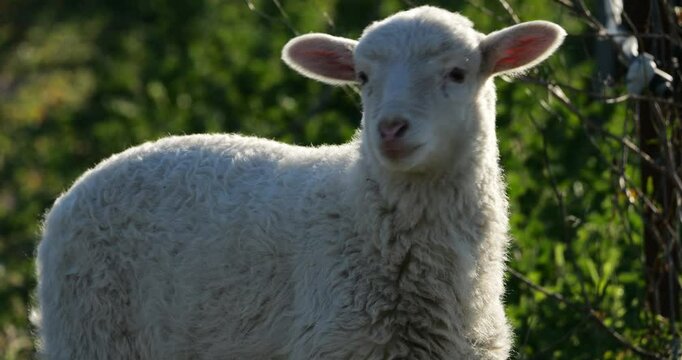 Lamb of Domestic sheeps, grazing in the vineyards, Occitanie, France