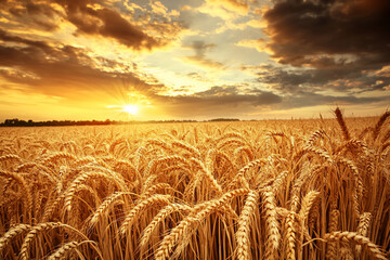 Golden wheat field under a dramatic sunset sky, showcasing nature's beauty and tranquility