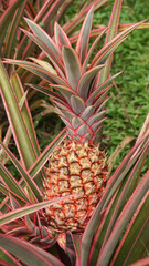 Fototapeta premium pineapple on the plant