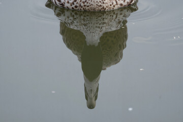 Duck's reflection in calm pond