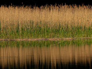 Schilf spiegelt sich in einem See am Abend