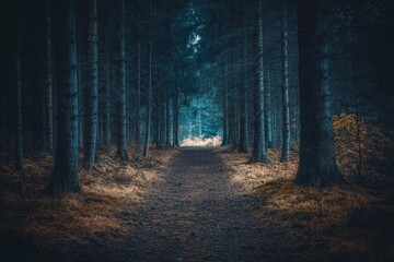 Obraz premium Pine forest path