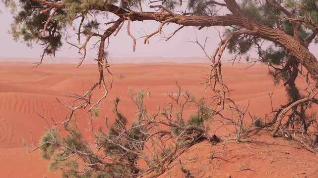 gazelle in sahara desert on sand dunes seen from behind trees