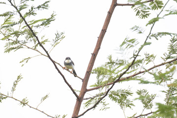 The beautiful, small Grey breasted prinia perched on a branch. The background is vibrant, green foliage with blurred and lot of branches.