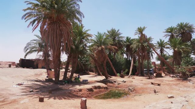 oasis oum laalag with water palm dates tree in morocco