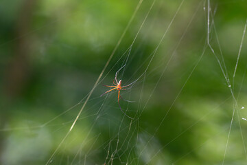 The small vibrant , reddish brown spider with long legs, resting in the center of  the web. The web is delicate, intricate structure of thin, silken threads, suspended against a blurry background