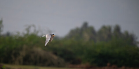 The beautiful, vibrant, graceful  River tern soars through the air above a tranquil body of water. The birds wings are spread wide. The background is blurred with blue water and green foliage.