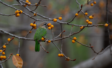 The beautiful, vibrant white checked barbet perched on a branch laden with ripe, yellow fruits. The birds bright plumage contrasts beautifully against the warm, natural tones of the background. 